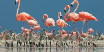 طائر الفلامينغوى : رمز للجمال والتنوع البيولوجي