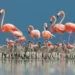 طائر الفلامينغوى : رمز للجمال والتنوع البيولوجي