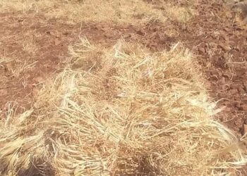 وزير الفلاحة  يسجل  بوادر موسم فلاحي  ايجابي لهذه السنة