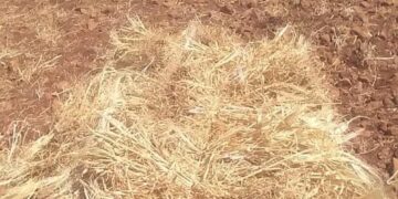 وزير الفلاحة  يسجل  بوادر موسم فلاحي  ايجابي لهذه السنة