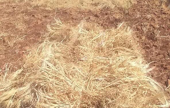وزير الفلاحة  يسجل  بوادر موسم فلاحي  ايجابي لهذه السنة