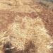 وزير الفلاحة  يسجل  بوادر موسم فلاحي  ايجابي لهذه السنة