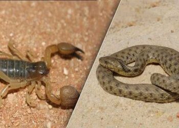 يوم دراسي بالمركز المغربي لمحاربة التسمم و اليقظة الدوائية حول اخطار لسعات العقارب ولدغات الافاعي