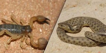 يوم دراسي بالمركز المغربي لمحاربة التسمم و اليقظة الدوائية حول اخطار لسعات العقارب ولدغات الافاعي