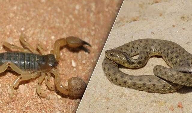 يوم دراسي بالمركز المغربي لمحاربة التسمم و اليقظة الدوائية حول اخطار لسعات العقارب ولدغات الافاعي