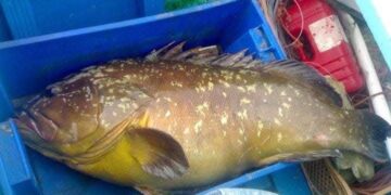 منع صيد سمك الميرو بسواحل البحر الأبيض المتوسط ومضيق جبل طارق خلال شهري يوليوز وغشت : 