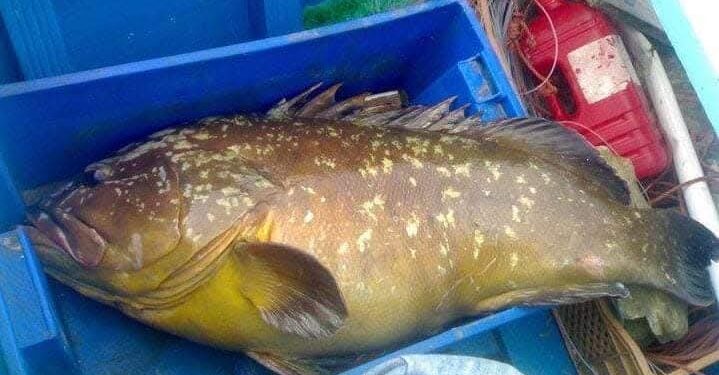 منع صيد سمك الميرو بسواحل البحر الأبيض المتوسط ومضيق جبل طارق خلال شهري يوليوز وغشت : 