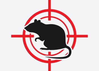 الفئران تزحف على منازل بحي اكار ازوكاغ بالحسيمة