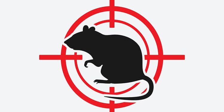 الفئران تزحف على منازل بحي اكار ازوكاغ بالحسيمة