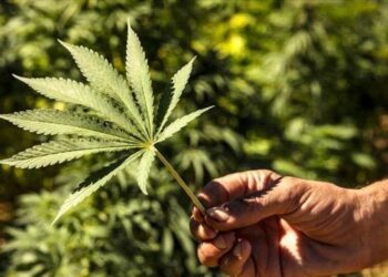 المغرب يطلق أول دواء محلي من القنب الهندي لعلاج الصرع: