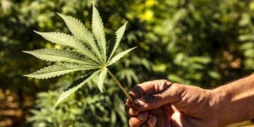 المغرب يطلق أول دواء محلي من القنب الهندي لعلاج الصرع: