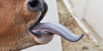 تحدي وبائي جديد يهدد القطيع الوطني من الاغنام و الماعز