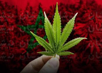 “الكيف” المغربي المقنن يتوخى بلوغ مداخيل 6 مليارات دولار في أفق 2028