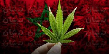 “الكيف” المغربي المقنن يتوخى بلوغ مداخيل 6 مليارات دولار في أفق 2028