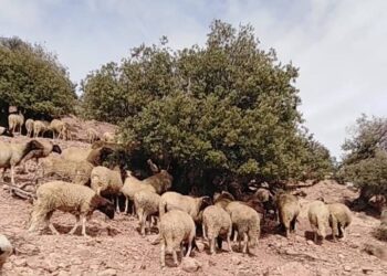 الاعلان الرسمي عن نتائج عملية احصاء القطيع الوطني للماشية