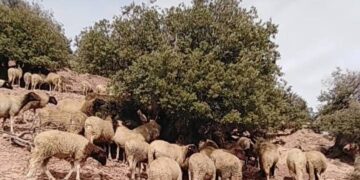 الاعلان الرسمي عن نتائج عملية احصاء القطيع الوطني للماشية