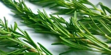 مختبر الكيمياء الجزيئية و المواد و البيئة بالكلية المتعددة التخصصات بالناظور ينظم مؤتمرا دوليا