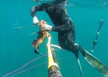 فاعلون بيئيون ومهنيون بالصيد البحري بالحسيمة يثيرون خطورة بعض اساليب الصيد الجائر على الثورة السمكية : 