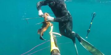 فاعلون بيئيون ومهنيون بالصيد البحري بالحسيمة يثيرون خطورة بعض اساليب الصيد الجائر على الثورة السمكية : 