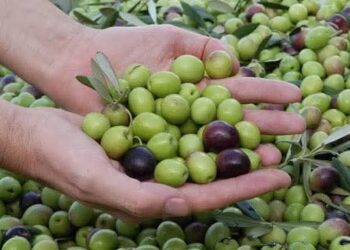 موسم جني الزيتون : وفرة في المنتوج و ترقب لانخفاض اسعار زيت الزيتون : 