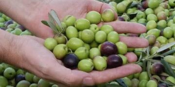 موسم جني الزيتون : وفرة في المنتوج و ترقب لانخفاض اسعار زيت الزيتون : 