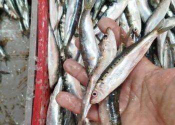 المرصد المغربي لحماية المستهلك يعرض خلفيات واسباب ارتفاع سمك السردين :