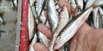 المرصد المغربي لحماية المستهلك يعرض خلفيات واسباب ارتفاع سمك السردين :