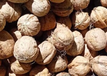 جمعية زاوية تمديت للتنمية ببني بونصار تطلق الدورة الثانوية من المهرجان الوطني للكركاع بالحسيمة :