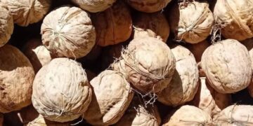 جمعية زاوية تمديت للتنمية ببني بونصار تطلق الدورة الثانوية من المهرجان الوطني للكركاع بالحسيمة :