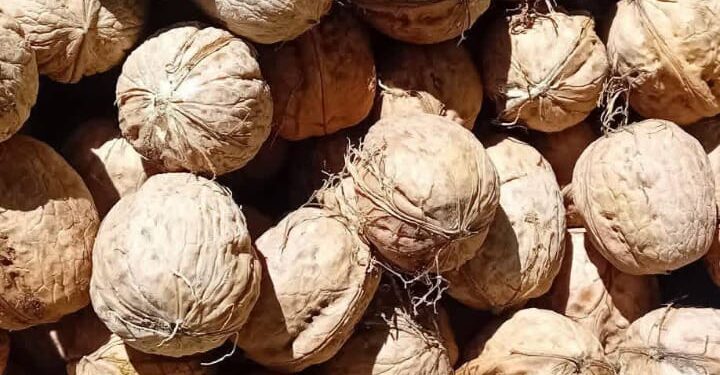 جمعية زاوية تمديت للتنمية ببني بونصار تطلق الدورة الثانوية من المهرجان الوطني للكركاع بالحسيمة :
