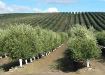 المرصد المغربي لحماية المستهلك يثير وضعية المشاتل الغير القانونية وخطرها على الصحة العامة : 