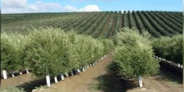 المرصد المغربي لحماية المستهلك يثير وضعية المشاتل الغير القانونية وخطرها على الصحة العامة : 