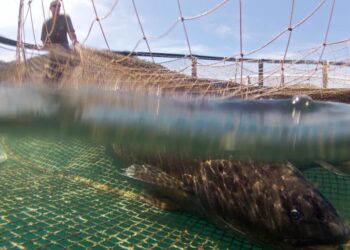 اتحاد البحر الأبيض المتوسط لتعاونيات الصيد البحري العاملة مجال تربية الأحياء البحرية بشمال المملكة يعقد اجتماع مجلسه الاداري بكالايريس: