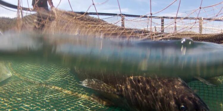 اتحاد البحر الأبيض المتوسط لتعاونيات الصيد البحري العاملة مجال تربية الأحياء البحرية بشمال المملكة يعقد اجتماع مجلسه الاداري بكالايريس: