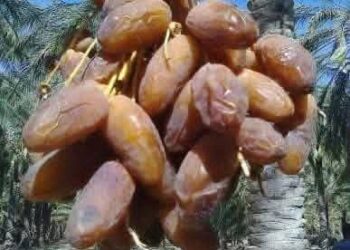 الموسم الفلاحي 2025-2026.. الإنتاج المتوقع للتمور يصل إلى 160 ألف طن: