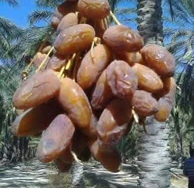 الموسم الفلاحي 2025-2026.. الإنتاج المتوقع للتمور يصل إلى 160 ألف طن: 