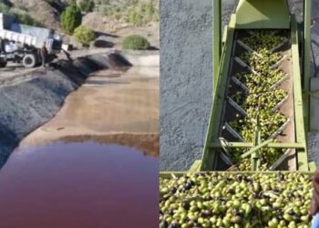 انتهاكات بيئية جسيمة مُسجلة بسبب سوء تدبير نفايات استخلاص زيت الزيتون: 