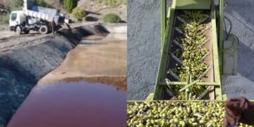 انتهاكات بيئية جسيمة مُسجلة بسبب سوء تدبير نفايات استخلاص زيت الزيتون: 