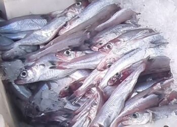 تدابير جديدة لتسويق وبيع   سمك الميرلا الزرقاء ( الباقالاو )   بميناء الحسيمة : 