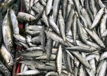 غرفة الصيد المتوسطية تحتضن لقاء إسباني-مغربي حول التنوع البيولوجي وإدارة الوسط البحري والصيد: 