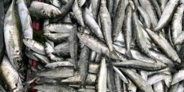 غرفة الصيد المتوسطية تحتضن لقاء إسباني-مغربي حول التنوع البيولوجي وإدارة الوسط البحري والصيد: 