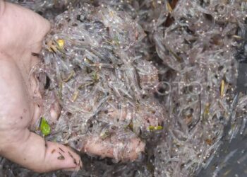 جرائم الصيد الجائر مستمرة بشواطىء الحسيمة : 