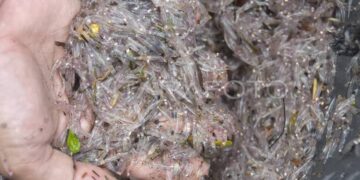 جرائم الصيد الجائر مستمرة بشواطىء الحسيمة : 