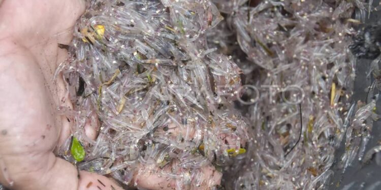 جرائم الصيد الجائر مستمرة بشواطىء الحسيمة : 