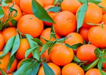 معرض وطني للحوامض بمدينة سيدي قاسم : 