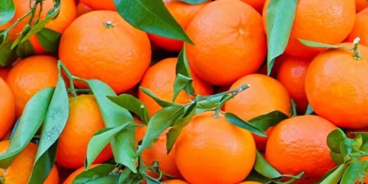 معرض وطني للحوامض بمدينة سيدي قاسم : 