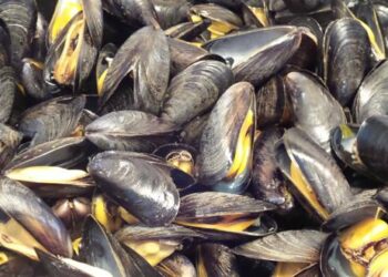 منع جمع و تسويق صدفيات البرير الصغير ( petite praire ) بالمنطقة البحرية بين راس كبدانة و السعيدية :