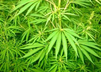 مناطق زراعة الكيف: واقع مأزوم بين ثلاثي العطالة والفقر والهجرة :