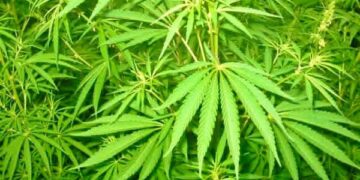 مناطق زراعة الكيف: واقع مأزوم بين ثلاثي العطالة والفقر والهجرة :