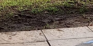 الكلاب الضالة تهدد الامن المجتمعي بالحسيمة